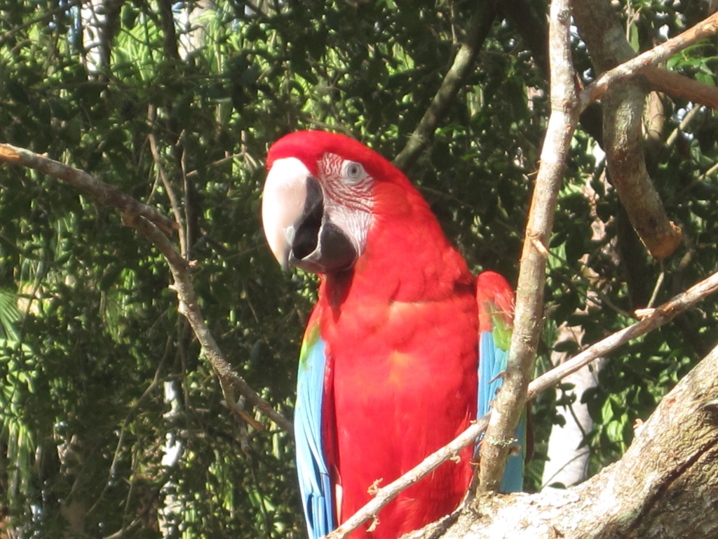 Veterinary Behavior Solutions - Orlando, FL