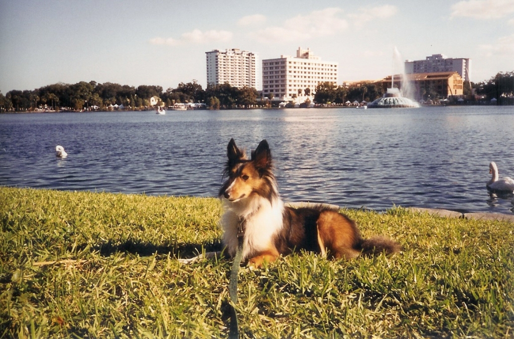 Bailey at the lake