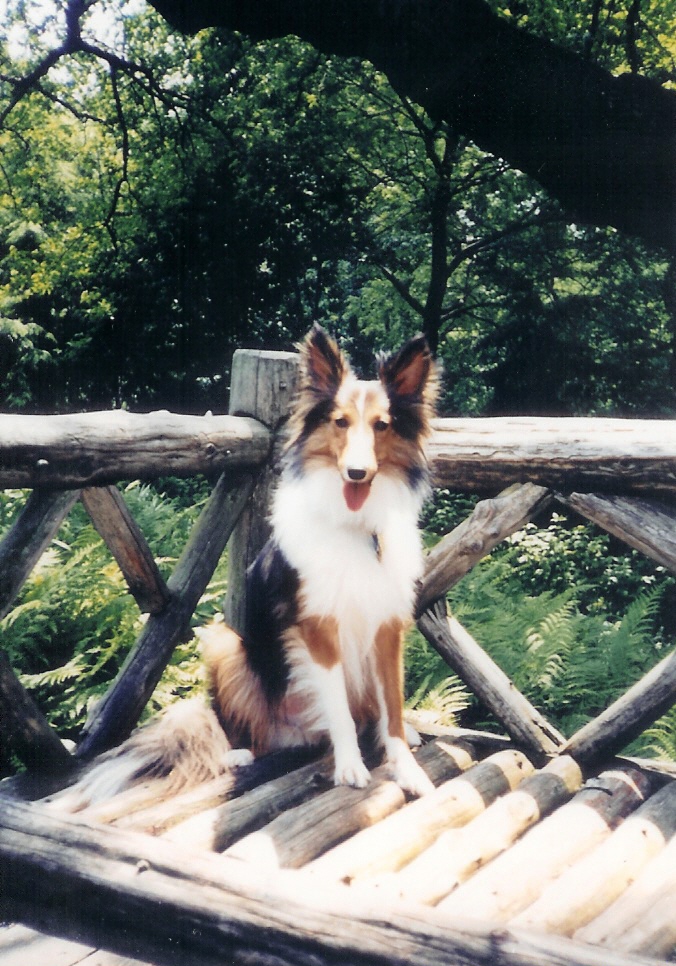 Bailey in the Park Bailey in the Park