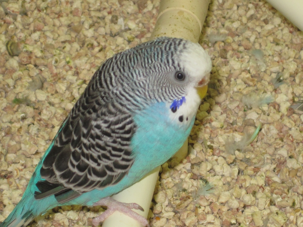 blue budgie